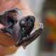 Illustration for article titled The Deep-Sea Dragonfish Has One of the Most Terrifying Smiles on Earth